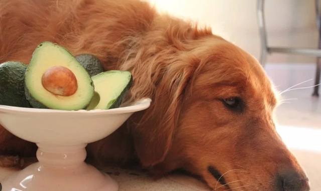 寵物酪梨油好處