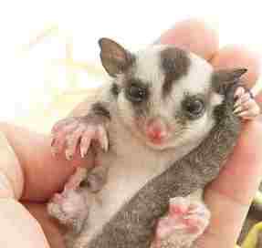 蜜袋鼯寄生蟲症狀