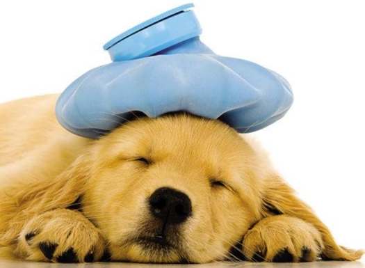 小狗生病症狀 小狗生病症狀