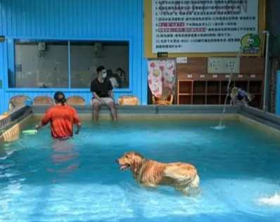 台中寵物友善室內