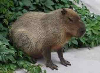 特殊寵物飼養法規