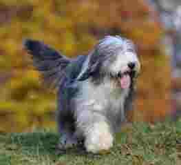 古代牧羊犬聰明度