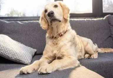 金毛尋回犬智商