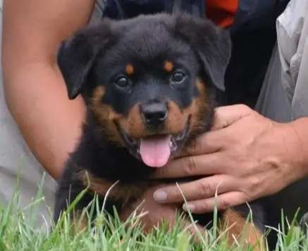 羅威納飼養注意事項