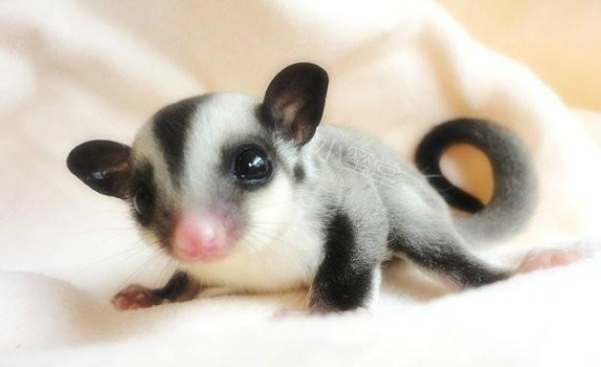 蜜袋鼯飼養優點