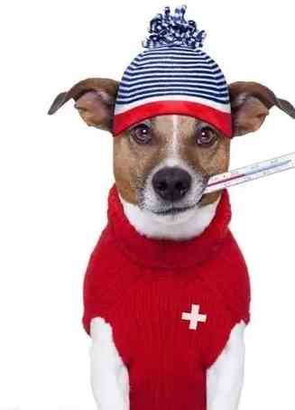 寵物發燒如何處理