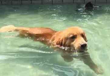 教狗游泳