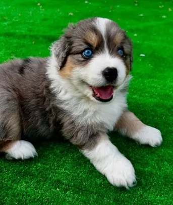 迷你美國牧羊犬體重標準