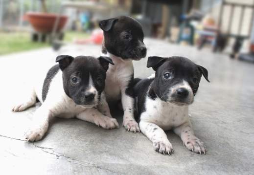 台灣土狗幼犬價格