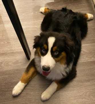 迷你澳洲牧羊犬