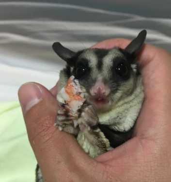 蜜袋鼯水果餵食