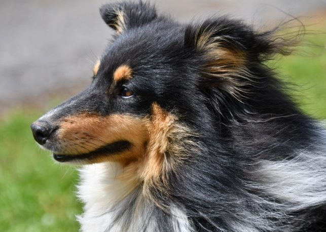 狗狗除蚤噴霧比較