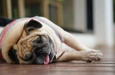 狗狗顫抖呼吸困難