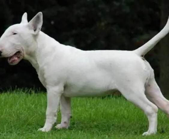 斯塔福郡鬥牛梗禁養