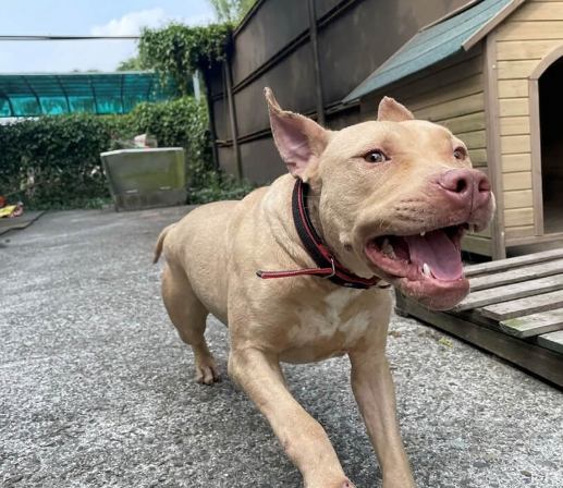 比特犬疼痛護理