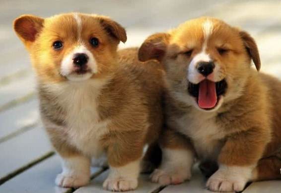 柯基犬選擇指南