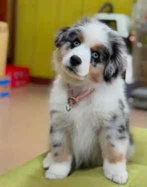 迷你美牧使用方法