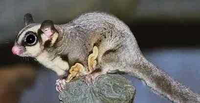 蜜袋鼯奶粉怎麼泡