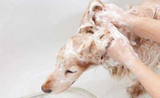 寵物跳蚤處理 寵物跳蚤處理