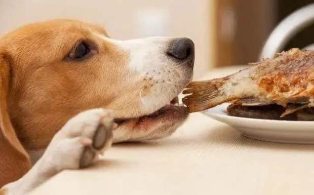 狗狗半夜不睡覺