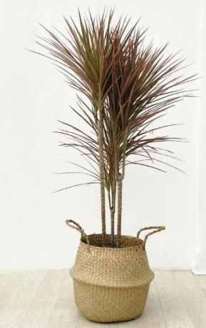 室內植物千年木 室內植物千年木