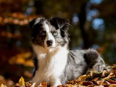 迷你澳洲牧羊犬