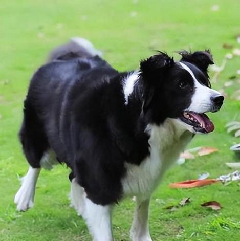 澳洲牧羊犬與邊境牧羊犬比較