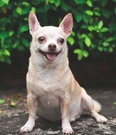 糾正芝娃娃惡習