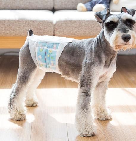 狗狗尿布固定方法