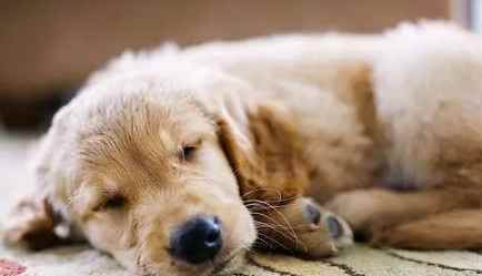 狗狗失眠解決方法