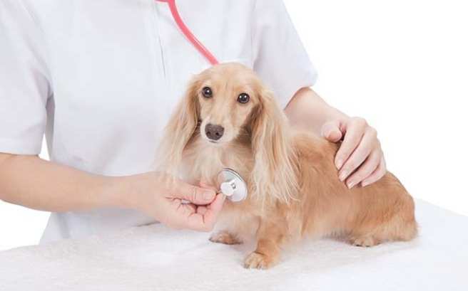 肺積水狗狗急救