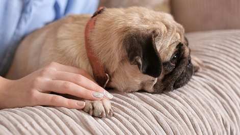 狗呼吸急促顫抖