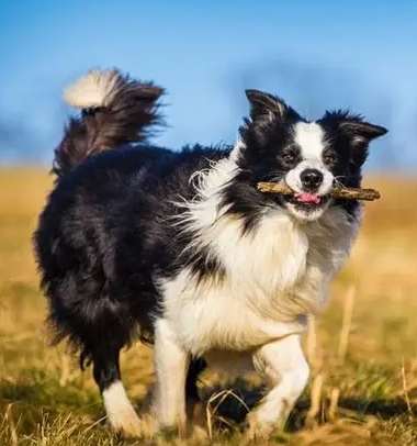 澳洲牧羊犬 邊境牧羊犬 比較