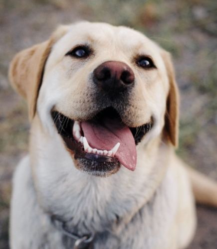 跳蚤治療方法 跳蚤治療方法