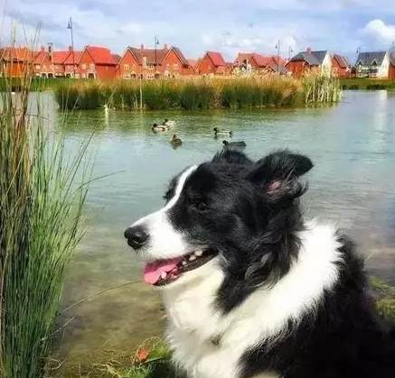 邊境牧羊犬智力