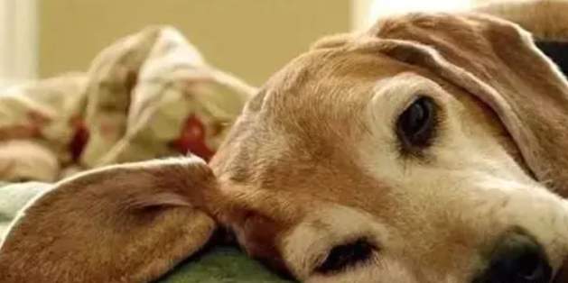 宠物健康紧急处理 宠物健康紧急处理