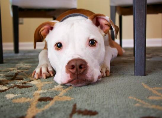 台灣什麼狗不能養 台灣什麼狗不能養
