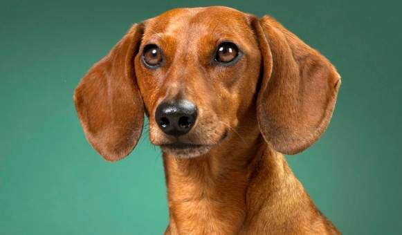 狗狗呕吐异物处理 狗狗呕吐异物处理