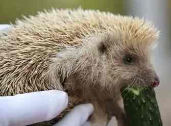 刺蝟清潔方法 刺蝟清潔方法