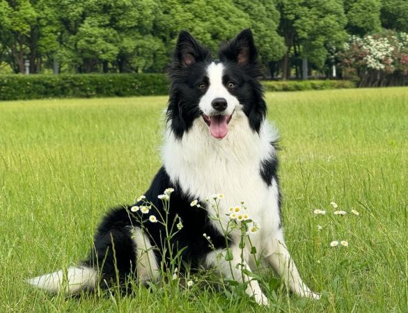 边牧缺点全解析：养边境牧羊犬前必看的十大问题