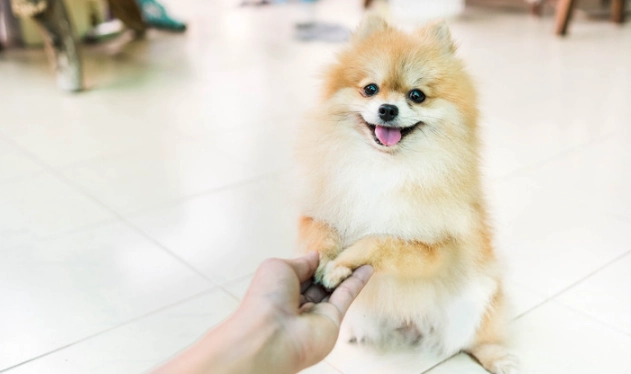 狗狗指令有哪些