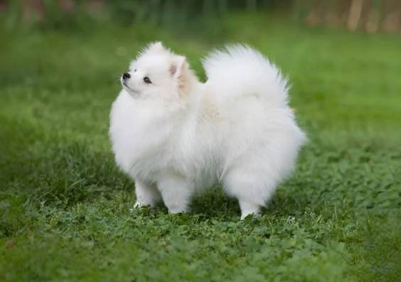 博美犬價格 博美犬價格