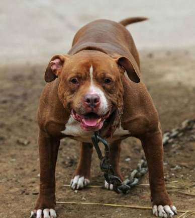 兇猛犬種完全指南：品種特性、飼養法律與安全訓練全解析