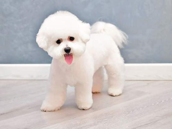 比熊犬飼養 比熊犬飼養