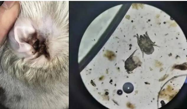 狗狗耳朵清潔 狗狗耳朵清潔