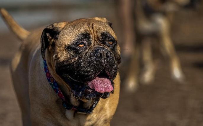 超大型狗品種 超大型狗品種