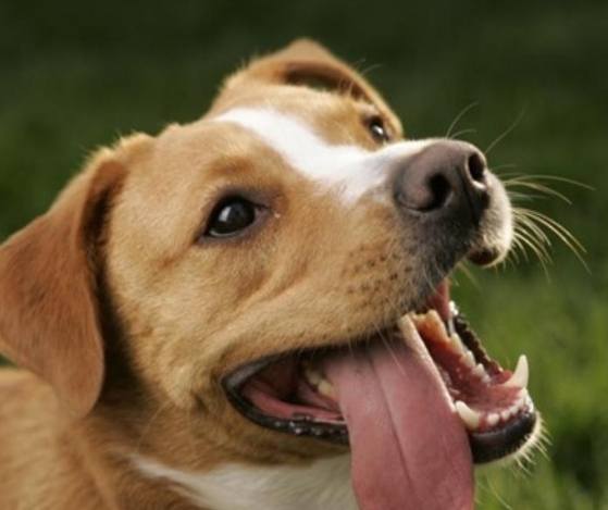 狗狗呼吸急促處理