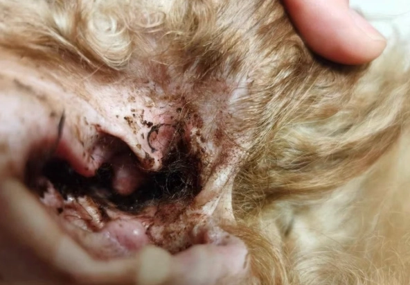 狗狗耳朵分泌物黑色