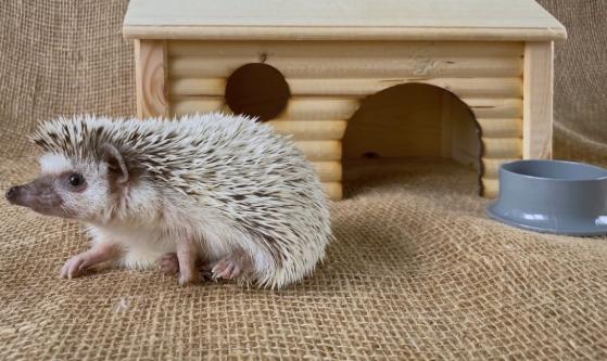 刺蝟認人 刺蝟認人