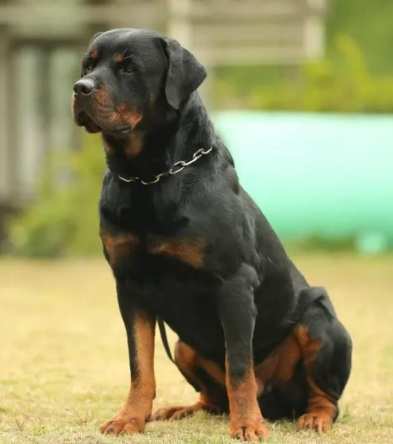 羅威納飼養成本 羅威納飼養成本